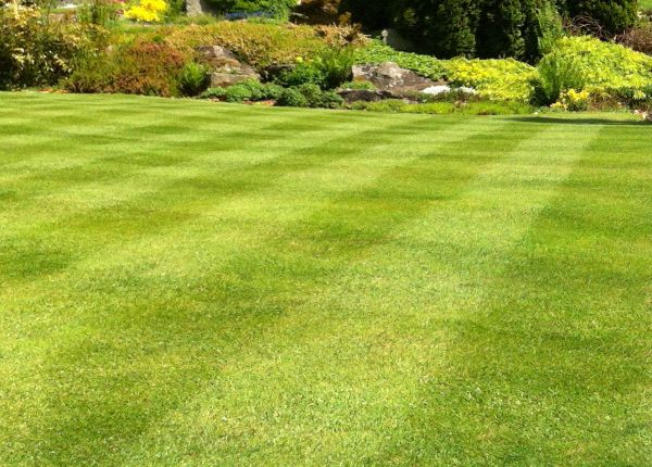 Commercial Grass Cutting in Saint Peters