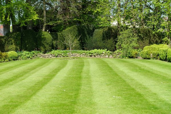 Grass Care Service in Saint Peters