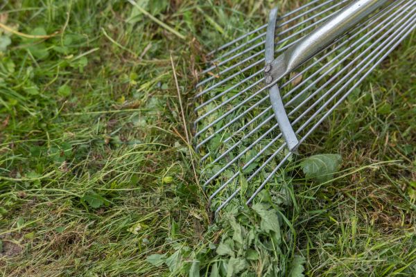 Thatch Raking in Saint Peters