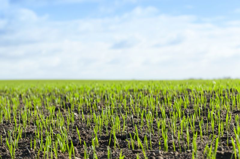 Grass Growth in Spring